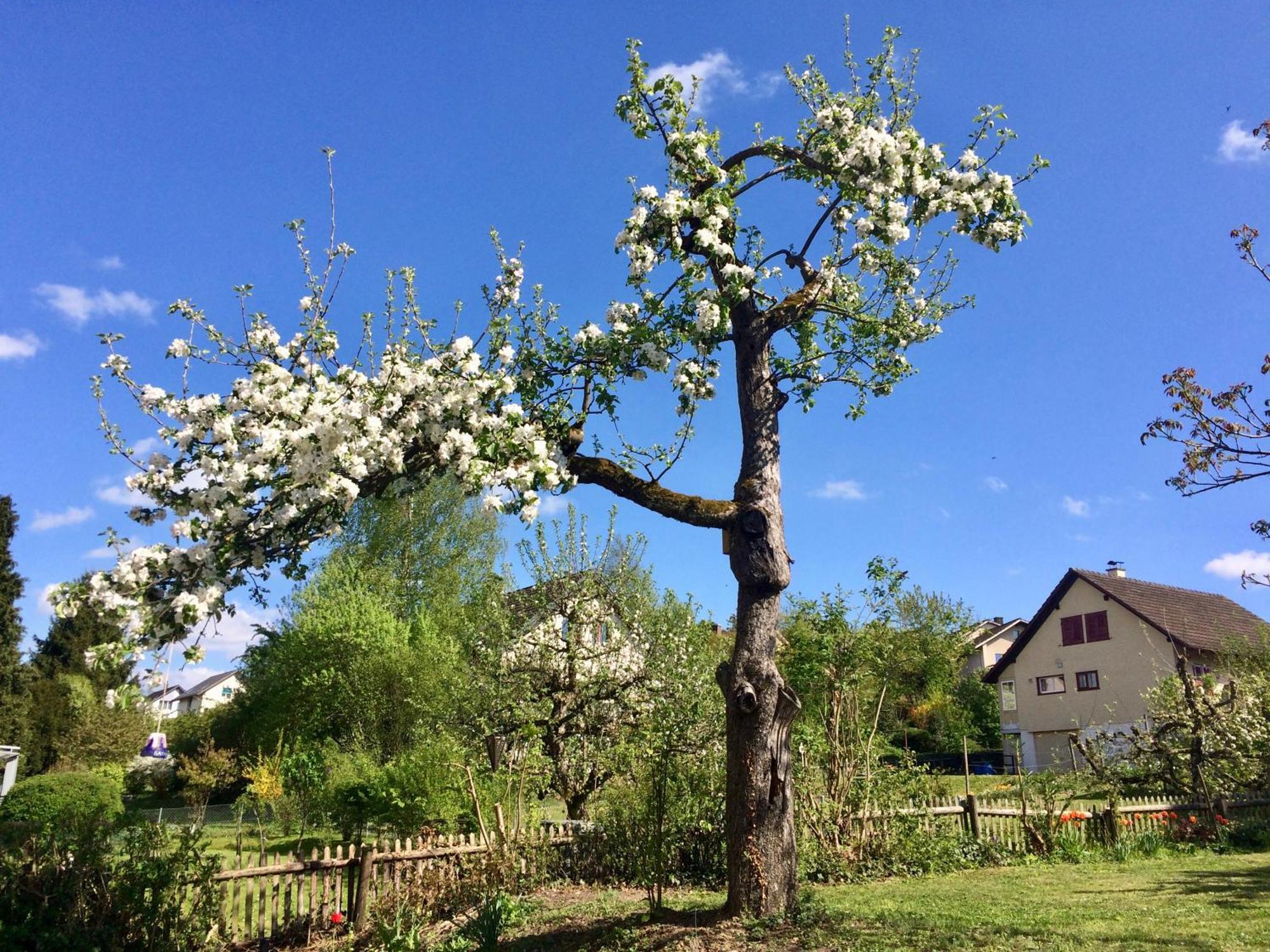 Guntli'S Family Guesthouse Andelfingen Eksteriør bilde
